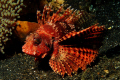   taken rainy day bunakenmanadoindonesia10 depthnikon 300 sea housingsingle strobeys duo ttl  
